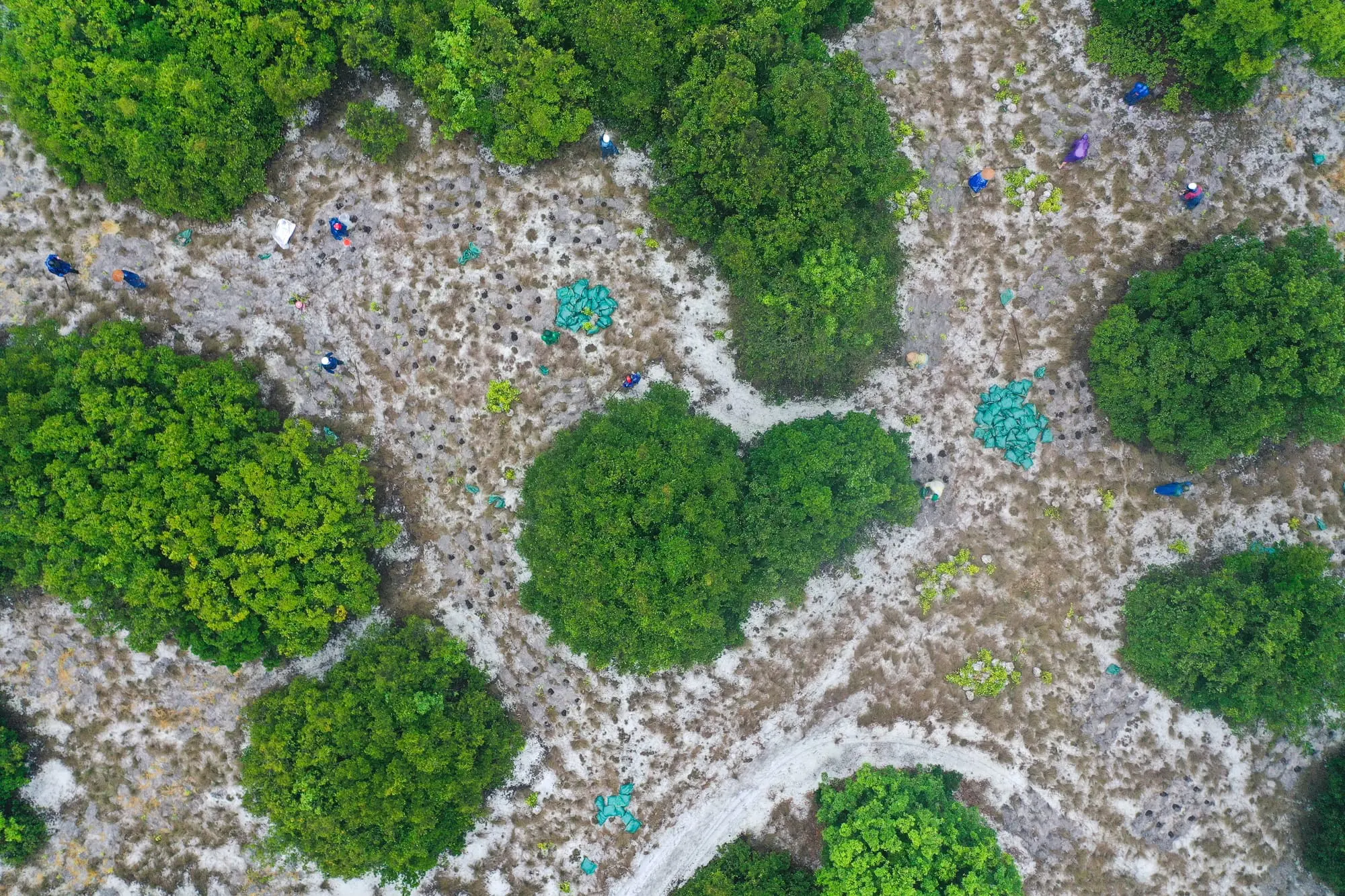Aerial view of restored coastal vegetation on white sand dunes in Viet Nam, with field teams at work