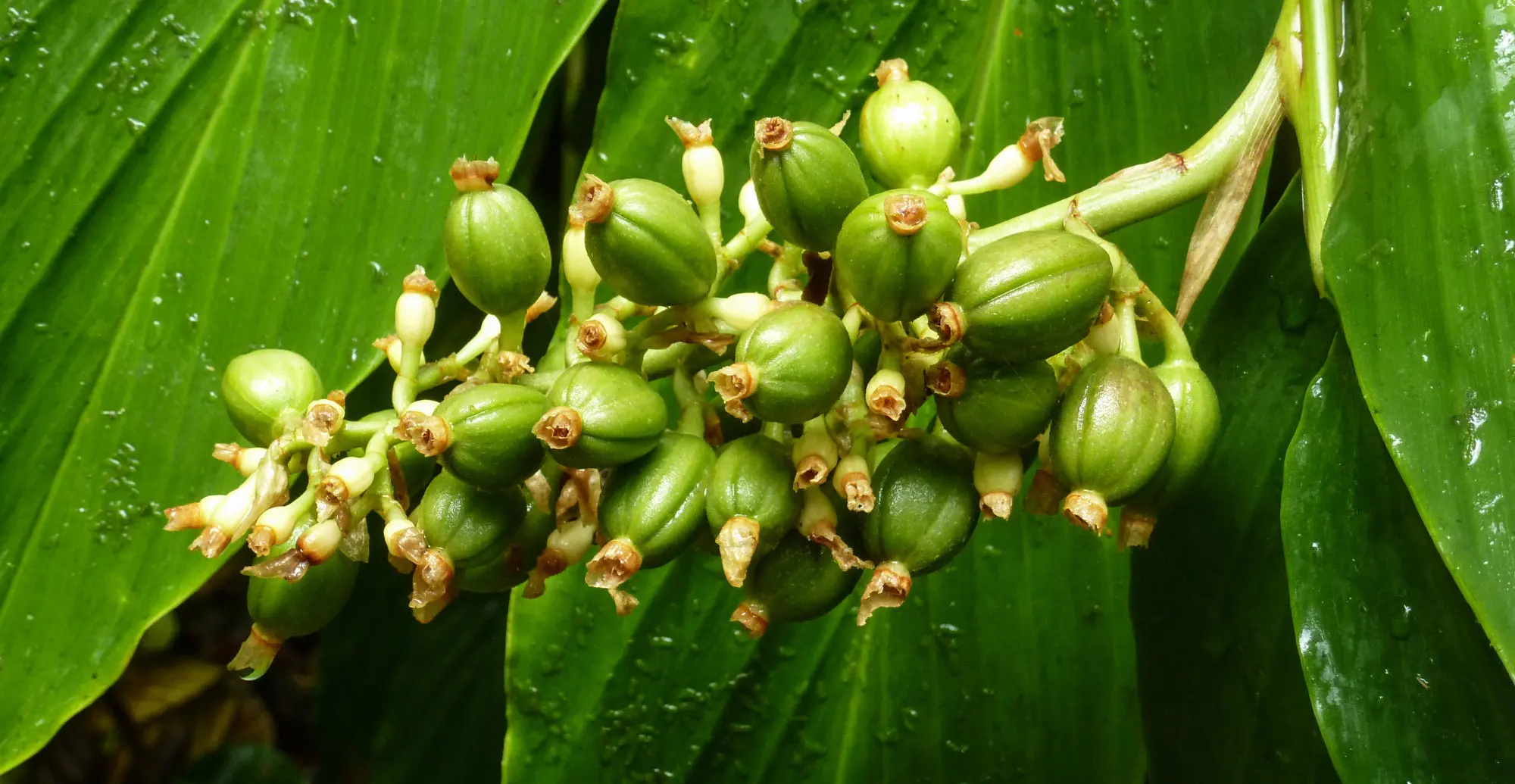 Ripening coffee cherries on a branch