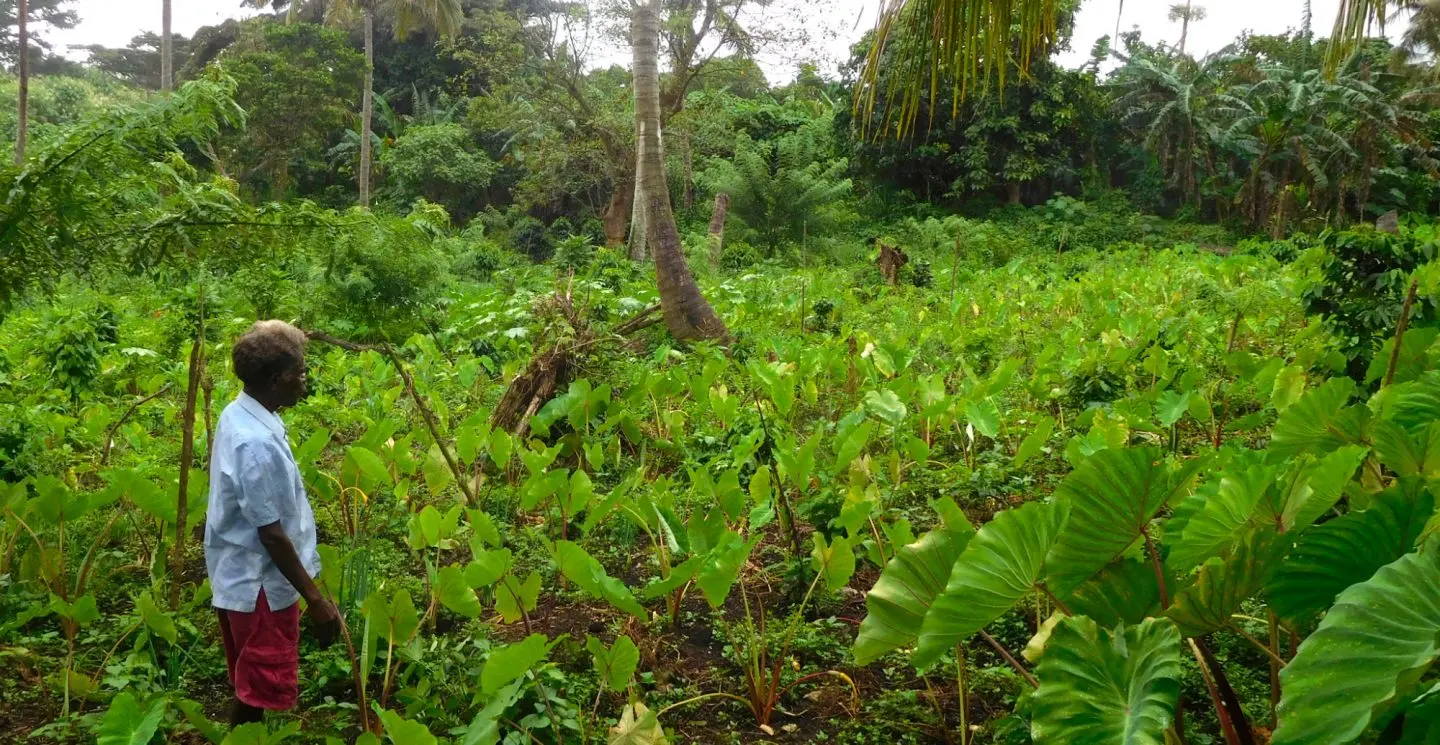 Tropical forest in Vanuatu